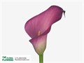 Калла-Zantedechia-Zazu-60cm 7a697906-bfa4-11ec-0a80-0b4c0006fed5