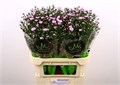 Астра-Astra-Double Da Pink-80cm-30gr 7a6a81bd-dc14-11ef-0a80-15e90031c145