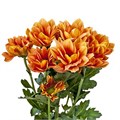Хризантема куст-Chrysant Tr-Grand Orange-70cm-110gr 7a704d5e-7671-11ee-0a80-07290003b65c