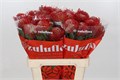 Леукоспермум-Leucospermum-Ayoba Red-40cm 7a750ab3-2938-11ee-0a80-02ba002ecabf