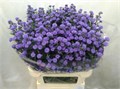 Астра-Aster-Astee Parade-85cm 0d07b77e-4df8-11ed-0a80-0c5300625129