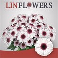 Хризантема куст-Chrysant Tr-Stresa-70cm-100gr 7a75f876-7671-11ee-0a80-07290003b65f