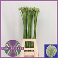 Аллиум-Allium-Ampeloprasum-85cm 7a783944-0bea-11ed-0a80-0f150042916d