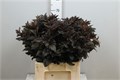Физокарпус-Physocarpus-Op Diabolo-80cm 7a7b16cd-2938-11ee-0a80-02ba002ecac2