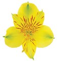 Альстромерия-Alstroemeria-Isola-70cm 7a80c39f-a28d-11ef-0a80-119700136647