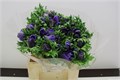 Анемон-Anemone-Z Mistral D Blue-45cm 0d08f58b-7850-11ed-0a80-073a0025de1d