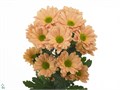 Хризантема куст-Chrysant Tr-Katinka Salmon-70cm-90gr 7a905ee0-7671-11ee-0a80-07290003b662