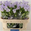 Кампанула-Campanula-Champion Lave--75cm 7aa332b3-0bea-11ed-0a80-0f1500429179
