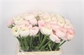 Ранункулус-Ranunculus-Su Hanoi-40cm-54gr 7aa718c9-dc14-11ef-0a80-15e90031c148