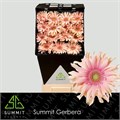Гербера-Gerbera-Gr Diamond Pasta Rosata-45cm 7aad2fe0-7d9c-11ef-0a80-07ef00336d8a