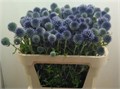 Эхинацея-Echinacea-Ritro-75cm 7ac7e7d7-0bea-11ed-0a80-0f150042917c
