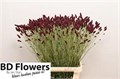 Кровохлёбка лекарственная-Sanguisorba officinalis-Big Dream-90cm 7ac9ac67-7d9c-11ef-0a80-07ef00336d8d