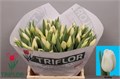 Тюльпан-Tulip-En Kobla-37cm-34gr 7ad101b5-dc14-11ef-0a80-15e90031c14e