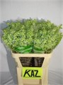 Сирень-Syringia-V Mme Fl Stepman-70cm 7add1f34-bfa5-11ec-0a80-0b4c0007f3df