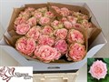 Роза-Rosa-Gr Country Coral Girl Extra-70cm 7ade49c5-0bea-11ed-0a80-0f1500429180