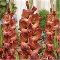 Гладиолус Gr-Gladiolus Gr-Mohican-130cm-240gr 7adf70fb-2938-11ee-0a80-02ba002ecad4