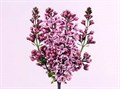 Сирень-Syringia-V Sensation-60cm 7ae6520a-bfa5-11ec-0a80-0b4c0007f3e8
