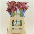 Калла-Zantedechia-Red Salsa-60cm 7aebbff5-7d9c-11ef-0a80-07ef00336d90