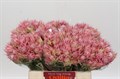 Серрурия-Serruria-Sugar En Spice-40cm 7aedaf7c-0bea-11ed-0a80-0f1500429187