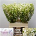 Сирень-Syringia-V Primrose-60cm 7aef8e90-bfa5-11ec-0a80-0b4c0007f3f2