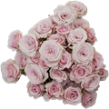 Роза куст-Rosa sp-Big Dipper-40cm-CN 7af1f5e6-1078-11ee-0a80-01af0001c29c