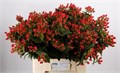 Хиперикум-Hypericum-Coco Rio-70cm 7b02227f-7d9c-11ef-0a80-07ef00336d96