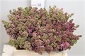 Сирень-Syringia-V Lavaliensis--60cm 7b06b066-bfa5-11ec-0a80-0b4c0007f40d