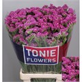 Лимониум-Limonium-S Sweet Wings-70cm-38gr 7b0a85ca-7d9c-11ef-0a80-07ef00336d99