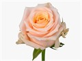 Розы Зена 60 см (Россия) 7b0caabc-7f2b-11ef-0a80-042900491c29