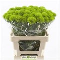 Гвоздика ст-Dianthus st-Barb Kiwi Mellow--55cm 7b13635c-0bea-11ed-0a80-0f150042918c