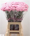 Гвоздика ст-Dianthus st-Lavender Pixel-70cm 7b1951d4-2938-11ee-0a80-02ba002ecad7