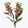 Альстромерия-Alstroemeria-Fl Tinto-75cm 7b1ef74f-7d9c-11ef-0a80-07ef00336d9c