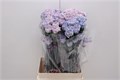 Гвоздика ст-Dianthus st-Tainted Vintage Blue-75cm 7b1f3e48-2938-11ee-0a80-02ba002ecada