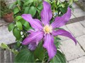 Клематис-Clematis-Amazing London-60cm 7b2c22dd-bfa4-11ec-0a80-0b4c0006ff98