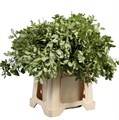 Питтоспорум-Pittosporum-Nevato 7b363ce4-f073-11ef-0a80-01810012425a
