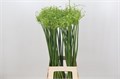 Аллиум-Allium-Fido Dido-70cm 0d115f40-519d-11f0-0a80-078f001aedf2