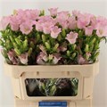 Кампанула-Campanula-M Champion Pink-75cm 7b5174d3-bfa4-11ec-0a80-0b4c0006ffc1