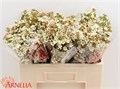 Ваксфлауэр-Chamelacium-Dawn Pearl-70cm-55gr 7b54e795-2938-11ee-0a80-02ba002ecae0