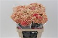 Гвоздика ст-Dianthus st-Creta Rdg-60cm 0d120888-4c92-11ee-0a80-10870007319e
