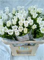 Кампанула-Campanula-M Champion White-70cm 7b589144-bfa4-11ec-0a80-0b4c0006ffc8