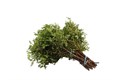 Фисташка-Pistache Select-GW 7b59a2a8-bfa6-11ec-0a80-0b4c0008d485