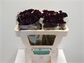 Скабиоза-Scabiosa-At Blackb Scoop-60cm 7b5bf9ad-bfa5-11ec-0a80-0b4c0007f46c