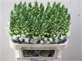 Антирринум-Antirrhinum-Antibes White-75cm 7b60695f-1605-11ef-0a80-0f770012f928