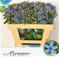 Оксипеталум-Oxypetalum-Co Heavenborn-50cm 7b6d1bc8-0bea-11ed-0a80-0f15004291a7