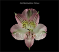 Альстромерия-Alstroemeria-Dubai Pink--60cm-QA 7b6d44a5-d3a9-11ee-0a80-0d9e0030e696