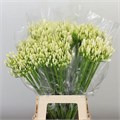 Агапантус-Agapanthus-Eyfori White-70cm 0d14a0bc-fd72-11ed-0a80-0db50025ee3a