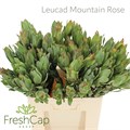 Леукадендрон-Leucadendron-Mountain Rose-60cm 7b79e31d-7d9c-11ef-0a80-07ef00336da8