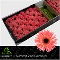 Гербера-Gerbera-Gs Sensini Doos-45cm 7b8081cb-2938-11ee-0a80-02ba002ecae3