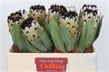 Протея-Protea-M Snow Queen-50cm 7b846e36-0bea-11ed-0a80-0f15004291ab