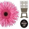 Гербера-Gerbera-Spider Amazing Diamond-50cm 7b84ef59-1605-11ef-0a80-0f770012f92e